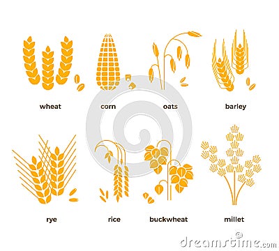 Cereal grains vector icons. rice, wheat, corn, oats, rye, barley Vector Illustration