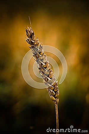 Cereal grains wheat Stock Photo