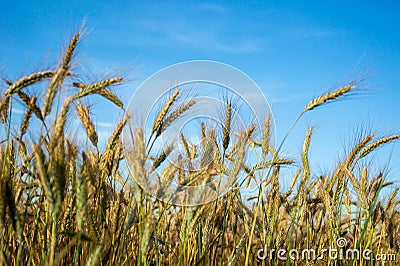 Cereal grows on the field. Ears of the cereal. Farmer, nature. Cereals on the sky background Stock Photo
