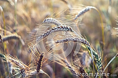 The cereal grows in the field. Grains of grain. Farmer, nature. Stock Photo