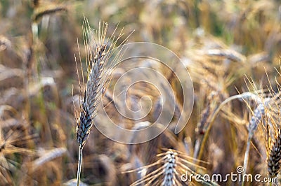 The cereal grows in the field. Grains of grain. Farmer, nature. Stock Photo