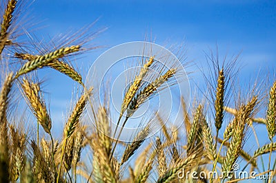 The cereal grows in the field. Grains of grain. Farmer, nature. Cereals against the sky Stock Photo