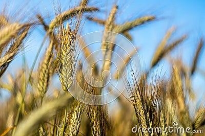 The cereal grows in the field. Grains of grain. Farmer, nature. Cereals against the sky Stock Photo