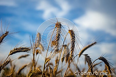 The cereal grows in the field. Mature ears of grain Stock Photo