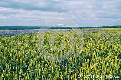 Cereal meadow in Latvia. Stock Photo