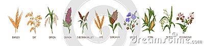 Cereal plants such as barley, rye, corn, buckwheat, flax, oat, proso, quinoa, rice, siberian millet and sorghum Vector Illustration