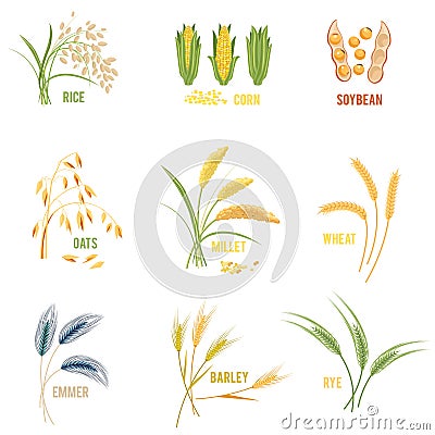 Cereal Plants vector icons illustrations. Vector Illustration