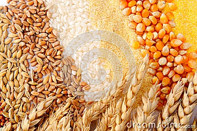 Cereal seeds and wheat ears Stock Photo