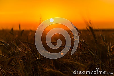 Cereal wheat fields at sunrise Stock Photo