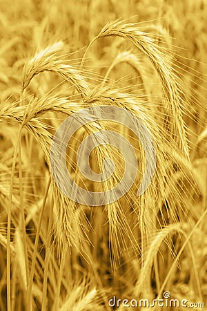 Cereals crop Stock Photo