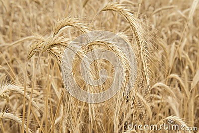 Cereals crop Stock Photo