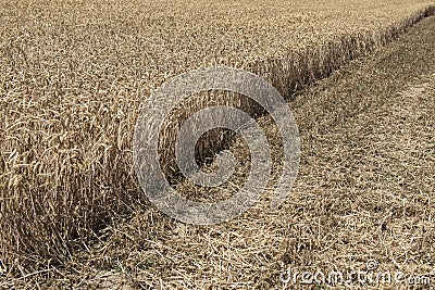 Cereals crop Stock Photo