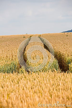 Cereals field in summer Stock Photo