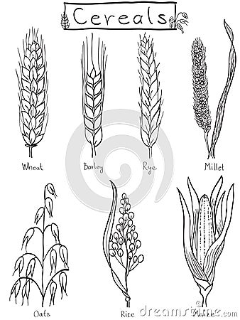 Cereals hand-drawn illustration Vector Illustration