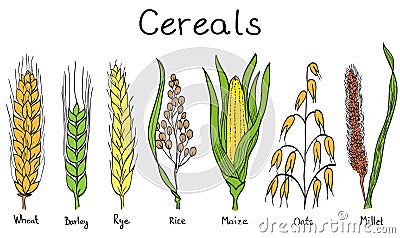 Cereals hand-drawn illustration Vector Illustration