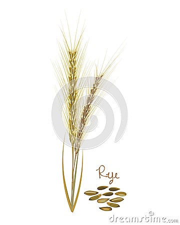 Cereals plants. Rye with leaves, stems, grains. Food and ingredients. Vector Illustration