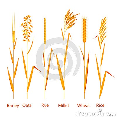 Cereals plants set. Carbohydrates sources. Vector Illustration