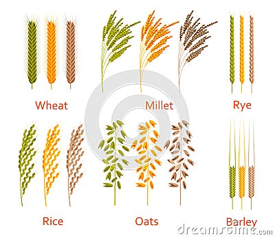 Cereals plants set. Carbohydrates sources Vector Illustration