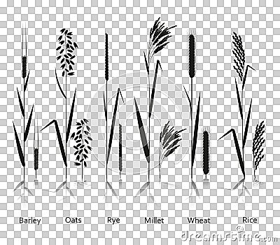 Cereals plants set. Carbohydrates sources. Silhouette icons with reflection on transparent background Vector Illustration