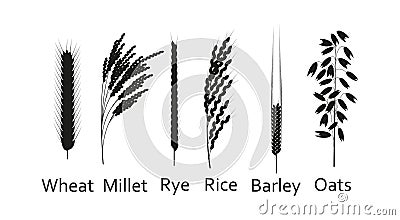 Cereals plants set. Carbohydrates sources. Silhouette vector illustration Vector Illustration