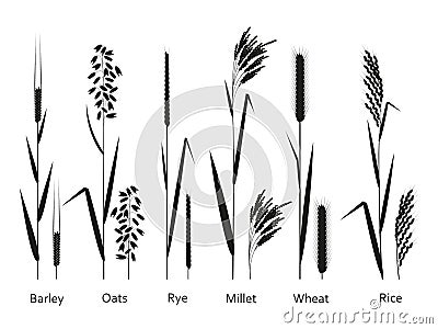 Cereals plants set. Carbohydrates sources Vector Illustration