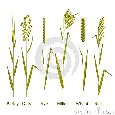 Cereals plants set. Carbohydrates sources Vector Illustration