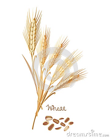 Cereals plants. Wheat with leaves, stems, grains. Food and ingredients. Vector Illustration