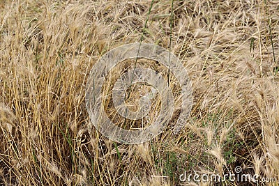 Cereals ripen in the fields Stock Photo