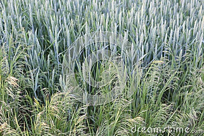 Cereals ripen in the fields Stock Photo