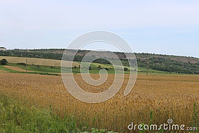 Cereals ripen in the fields Stock Photo