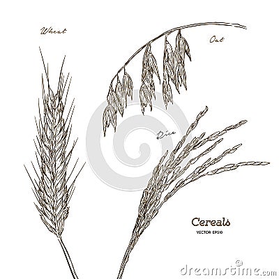 Cereals set. Hand drawn illustration wheat, oats, rice. Vector Illustration