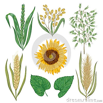 Cereals set. Sunflower, barley, wheat, rye, rice and oat. Collection decorative floral design elements. Vector Illustration