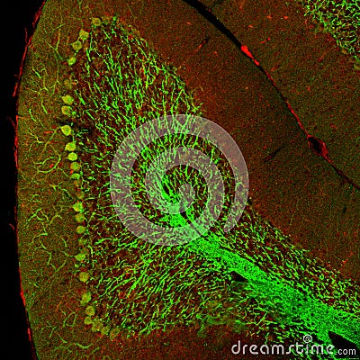 Cerebellar folium, confocal image Stock Photo