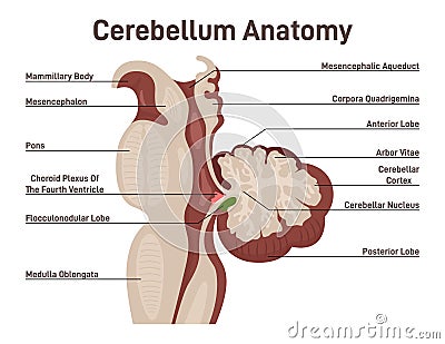 Cerebellum anatomy. Labeled diagram of cerebellum cross section. Vector Illustration