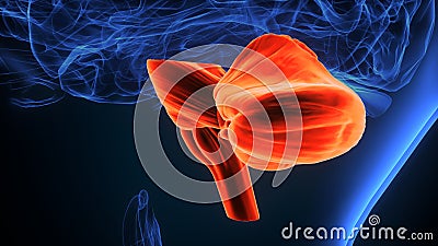 3d illustration of human Brain cerebellum anatomy. Stock Photo