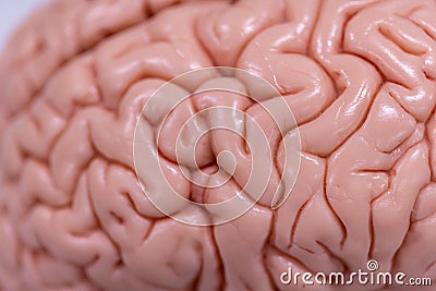 Cerebellum, Thalamus, Medulla oblongata, Spinal cord and Motor Neuron human under the microscope. Stock Photo