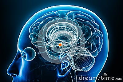 Cerebral amygdala x-ray profile close-up view 3D rendering illustration with body contours. Human brain and limbic system anatomy Cartoon Illustration