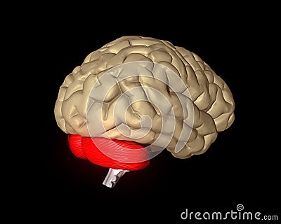 Cerebral brain Stock Photo