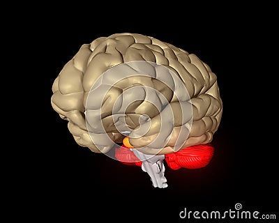 Cerebral brain Stock Photo