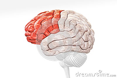 Cerebral cortex frontal lobe in red color profile view isolated on white background 3D rendering illustration. Human brain anatomy Cartoon Illustration