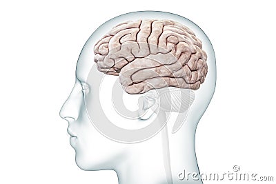 Cerebral cortex or hemisphere profile view with body accurate 3D rendering illustration. Neurology, neuroscience, human brain Cartoon Illustration