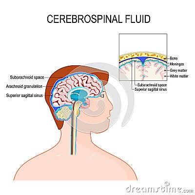 Cerebrospinal fluid CSF is a clear fluid in the brain and spinal cord Vector Illustration