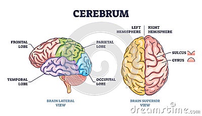 Cerebrum brain structure from lateral and superior view outline diagram Vector Illustration