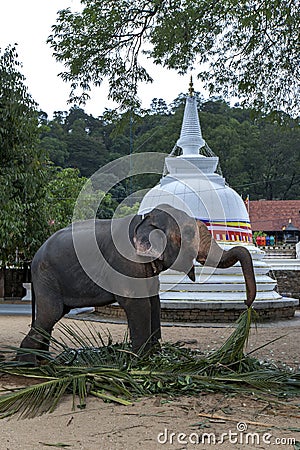 A ceremonial elephant feeding in Kandy. Stock Photo