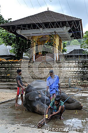 A ceremonial elephant is washed by mahouts. Editorial Stock Photo