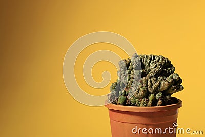 Cereus repandus the Peruvian apple cactus, color theme Stock Photo