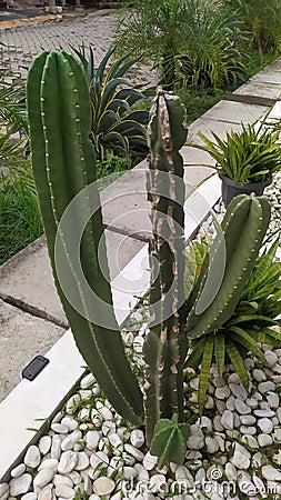Cereus repandus type cactus plant Stock Photo