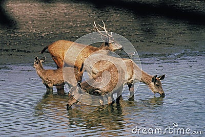 Sambar Deer, cervus unicolor, Male with its Harem Stock Photo