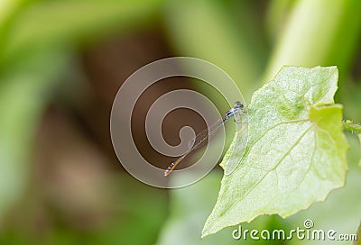Ceriagrion auranticum ,Needle dragonfly sticks to the edge of a leaf in nature against a blurred background Stock Photo