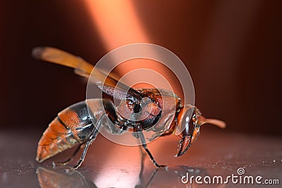 Ceriana Wasp Stock Photo